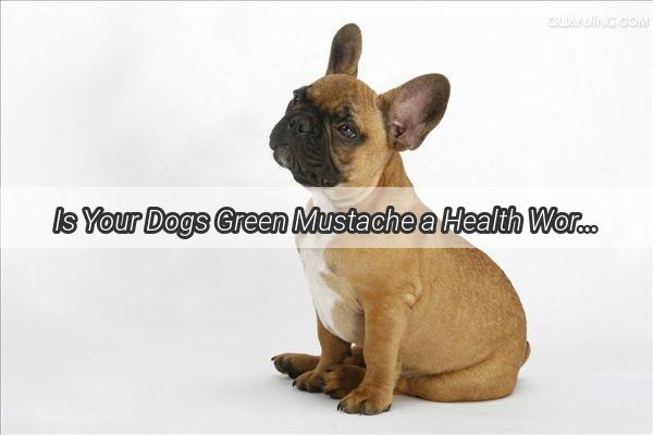 Is Your Dogs Green Mustache a Health Worry Discover the Surprising Reason Behind This Odd Phenomenon